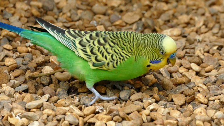 Piaski i grity dla papug