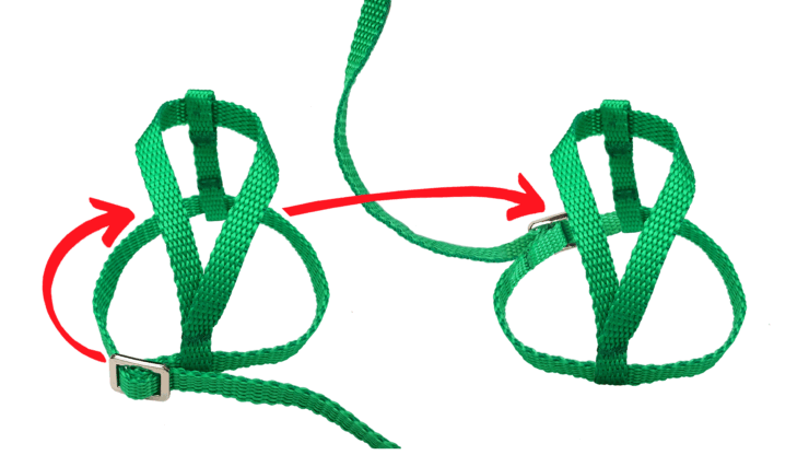 konstrukcja szelek dla papug